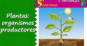 Plantas: organismos productores. 5º Primaria. Tema 6