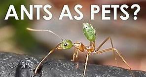 Keeping Ants as Pets