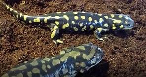 Salamander Care and Feeding