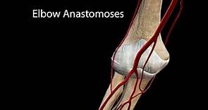 Elbow Anastomoses