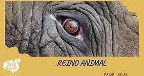 REINO ANIMAL - Ensino Fundamental