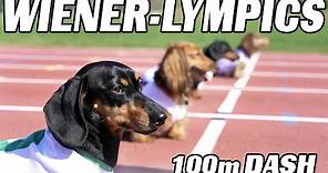 The 100m Dachshund Dash! - Wiener Dog Race!
