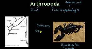 Phylum Arthropoda - part 1 | Animal kingdom | Biology | Khan Academy
