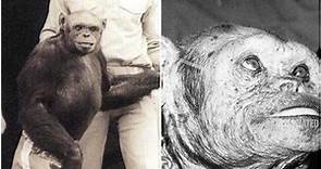 「人猩混血」寶寶百年前曾成功誕生　美學者：科學家殺了牠 | ETtoday新奇新聞 | ETtoday新聞雲