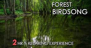 Forest Birdsong - Relaxing Nature Sounds - Birds Chirping - REALTIME - NO LOOP - 2 Hours - HD 1080p