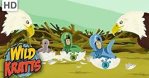 WILD KRATTS | Eagle Creature Suits | Cute! | NATURE