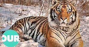 Uncovering The Hidden Tiger's That Live In Russia's Vladivostok | Our World