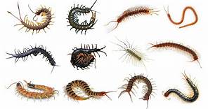 12 Species of Centipede | Different Types of Centipede
