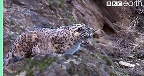 Snow Leopard Hunting | Planet Earth | BBC Earth