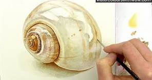 How to paint a realistic shell in watercolor by Anna Mason