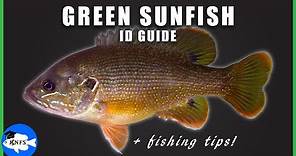 Green Sunfish (Lepomis cyanellus) Identification Guide | + Fishing Tips