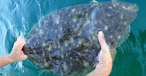 10-pound Summer Flounder (Fluke)! - Released!