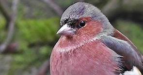 Chaffinch - Beautiful Birds on Display - Pinson des Arbres
