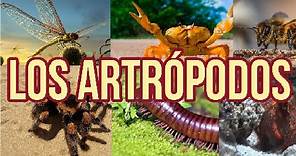 Los Artrópodos l Qué son y su clasificación