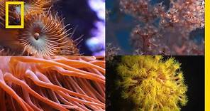 Coral Reefs 101 | National Geographic