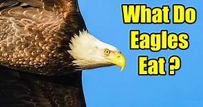 What do Eagles Eat? – Bald Eagle Diet