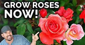 Growing Roses, A Complete Beginner's Guide