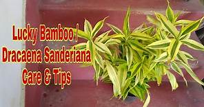 Lucky Bamboo Plant (Dracaena Sanderiana) - Care & Tips, by Garden Gyan