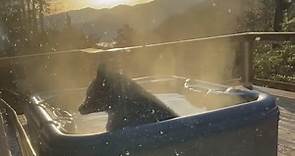 Black bear enjoys relaxing soak in couple’s jacuzzi