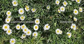 Lightning Seeds - Sunshine