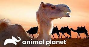La valiosa función que tienen las jorobas de los camellos | Los Secretos del Mundo Animal