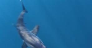 Velocidad del tiburón mako