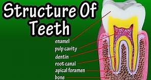 Structure Of Teeth In Humans - Functions Of Teeth In Human Body - Types Of Teeth