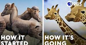 Why The Giraffe Got Its Neck