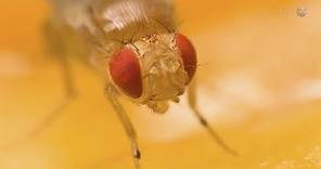 ScienceCasts: Fruit Flies on the International Space Station
