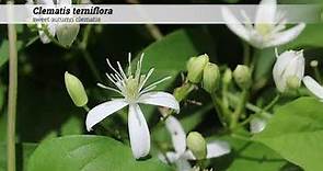 sweet autumn clematis (Clematis terniflora)