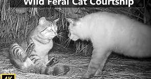 Wild Feral Cat Mating Courtship Documentary
