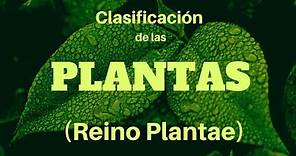 CLASIFICACIÓN DE LAS PLANTAS: Reino Plantae