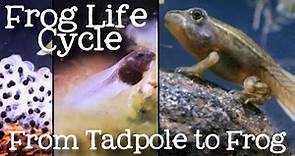 The Life Cycle of a Frog: Metamorphosis from Tadpole to Frog for Kids - FreeSchool