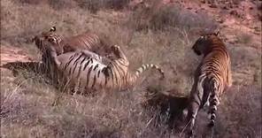 Wild Cats fight to the death Tiger Lion Leopard Black Panther Compilation