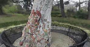 Fairies Tree, Fitzroy Gardens, Melbourne Victoria, Sony Xperia 1 (II) source, NeRF