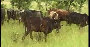 Tick borne diseases of cattle