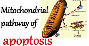 The mitochondrial pathway of apoptosis