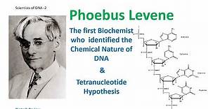 Phoebus Levene | The first man who identified the components of DNA | Tetra nucleotide Hypothesis