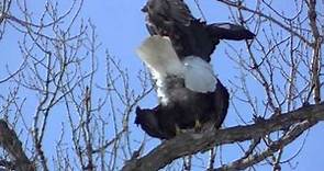 Bald Eagle Mating