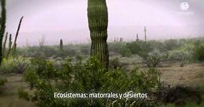 06 Patrimonio Reserva de la Biósfera del Pinacate y Gran desierto de Altar