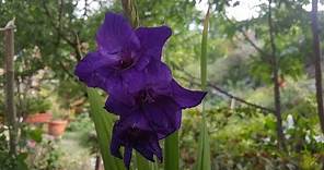 Mi primer " Gladiolo Morado " Gladiolus purple flora