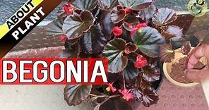 BEGONIA PLANT CARE, How to Grow and Propagate Begonia Cuttings - Garden Tips in English