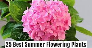 Grow These 25 BEST Summer Flowering Plants This Season - PART 1