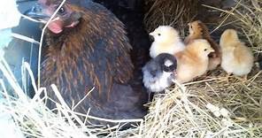 Life On The Farm ~ Chicks, chicks everywhere!!!