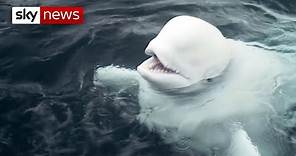Beluga whale pair enjoy new freedom in Iceland