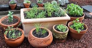 How to Plant a Culinary Herb Garden! DIY Kitchen Garden