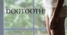 Dogtooth (2009) Online - Película Completa en Español / Castellano - FULLTV