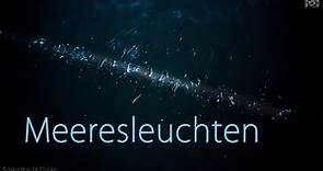 Meeresleuchten Deutschland - Video mit Tipps zum Finden! (Biolumineszenz)
