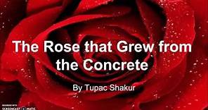 "The Rose that Grew From Concrete" by Tupac Shakur : Quick Poetry Analysis