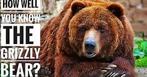 Grizzly Bear || Description, Characteristics and Facts!
